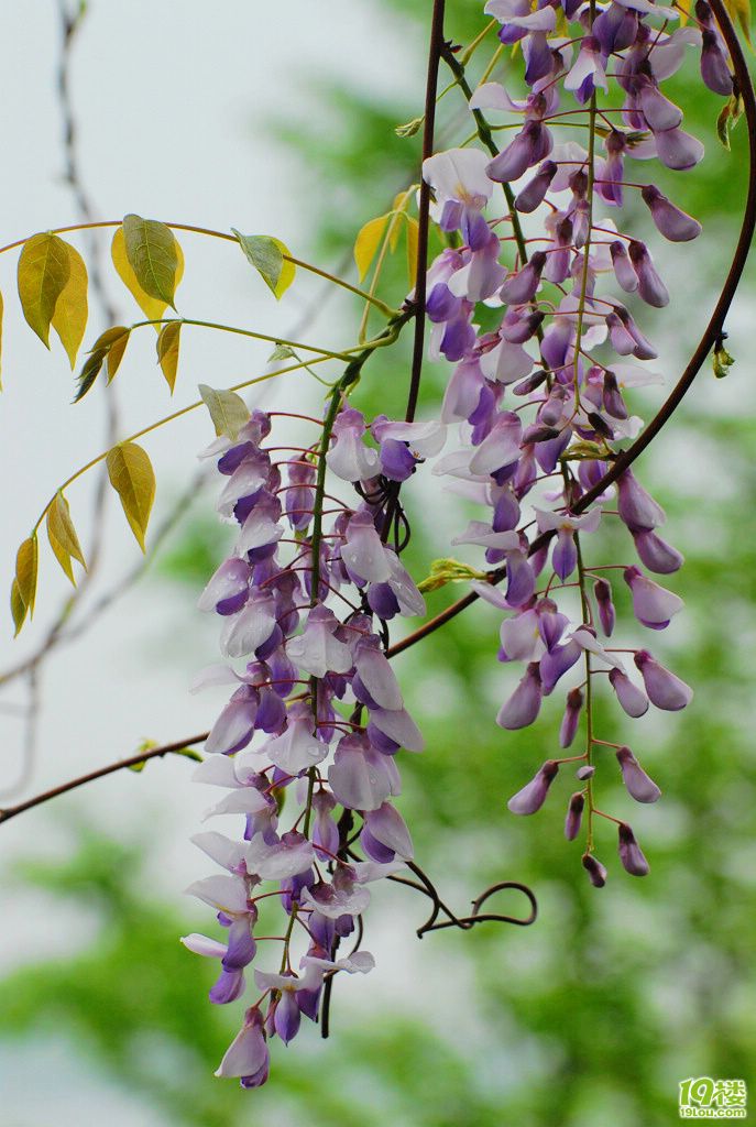 紫藤的花语-19楼7086车友会-杭州19楼