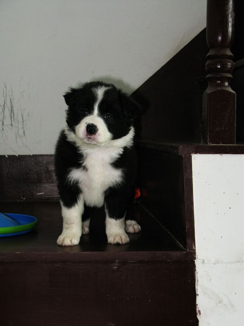 家养 边境牧羊犬 小边牧 找新家 上视频 81楼更