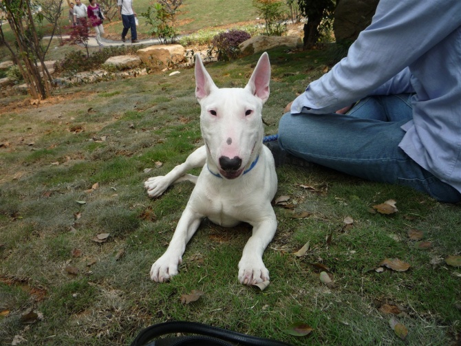 我家的猪猪侠(贱狗啊呜~-家有宠物-杭州19楼