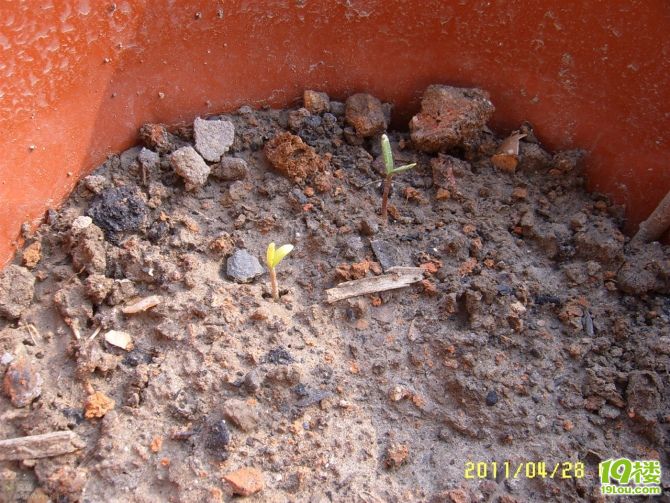 ■蓝莓花开'无花果&青枣终于发芽■(P3P4照片