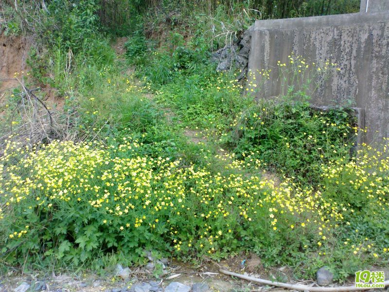 哇,樱桃!吃个够吧!临安某山樱桃采摘记-大杭州