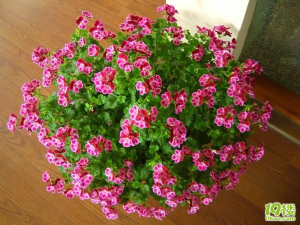 五月的鲜花 献给所有的母亲-花鸟鱼虫-居家生活