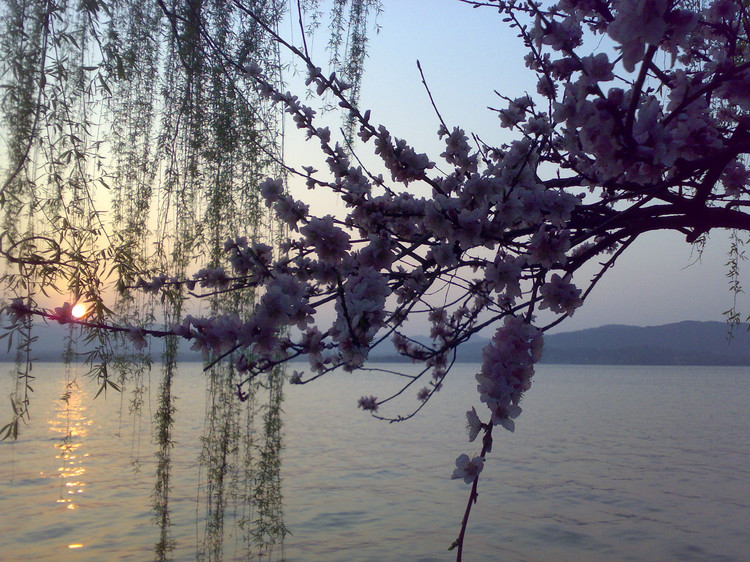 烟花三月中的 @柳浪闻莺@ 馥郁芬芳-手机一路