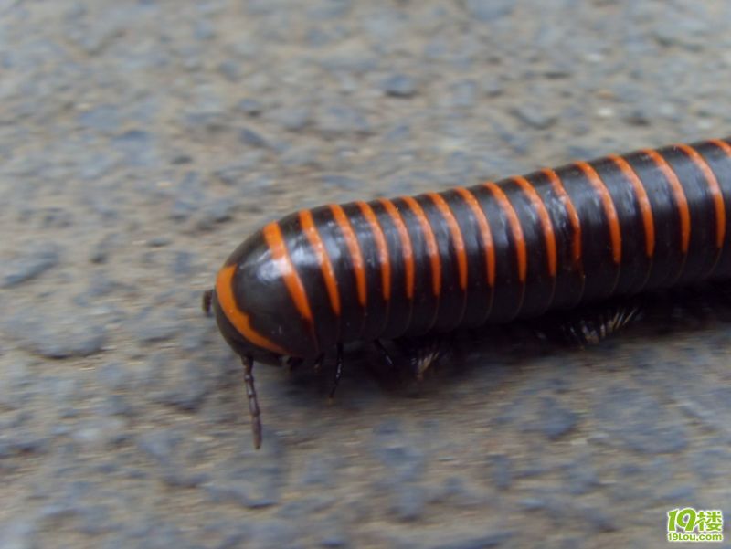 今日空中飘着的白色棉絮居然是虫子!-第2页-草