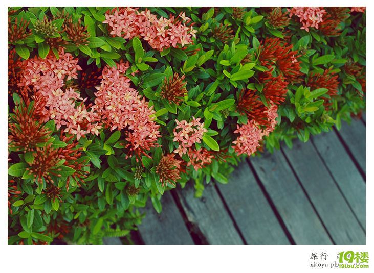 史無前例的泰好玩~曼谷、芭提雅、沙美自由行