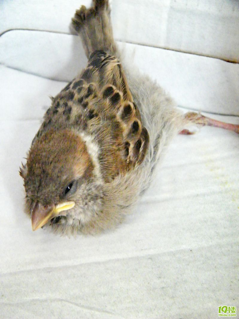紧急求救 刚刚一只小麻雀受伤了-草根消息-杭州