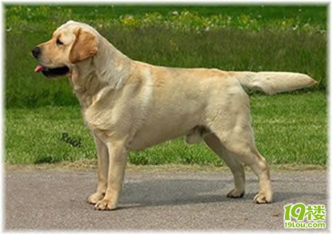 黄色拉布拉多冠军犬对外配种-家有宠物-杭州19楼
