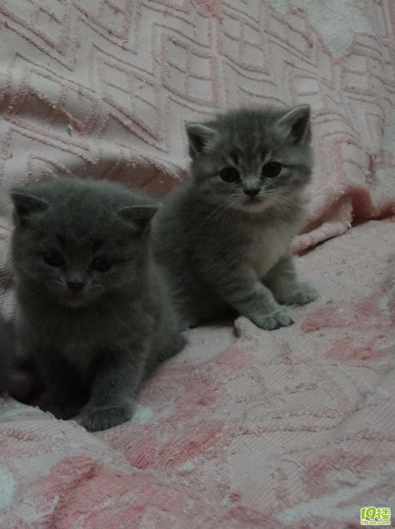 昨天拍到张超搞笑的照片 这猫的表情经典-第628799434页-家有宠物-杭州19楼