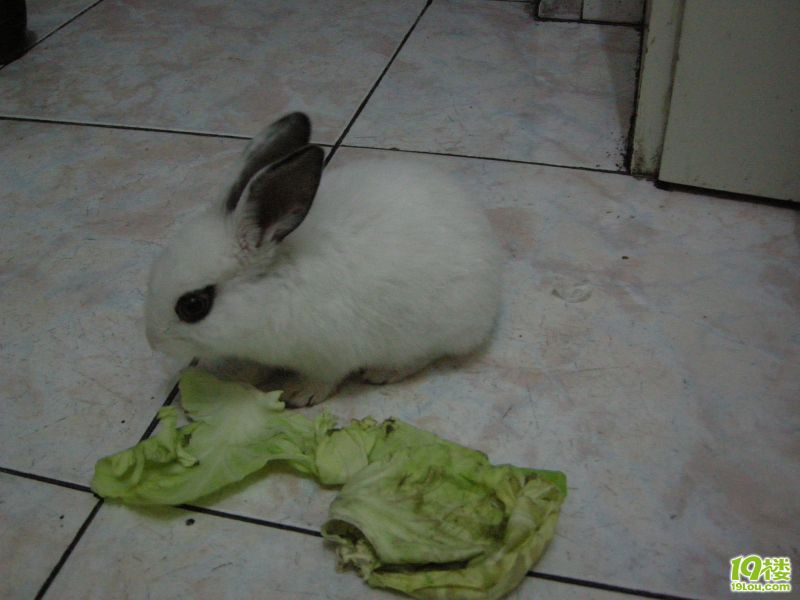 看看我家的PETER兔-家有宠物-杭州19楼