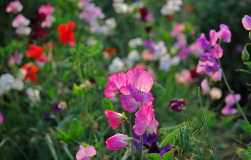 原来这就是吸血鬼最怕的马鞭草,还以为是熏衣
