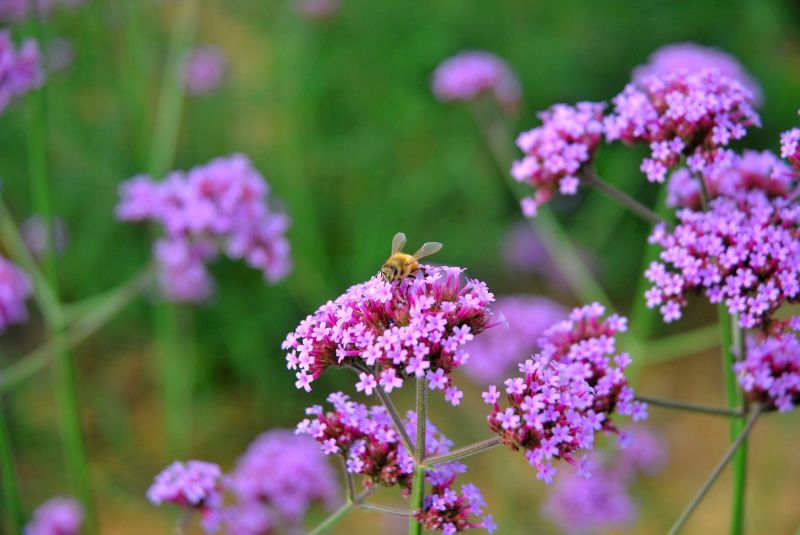 原来这就是吸血鬼最怕的马鞭草,还以为是熏衣