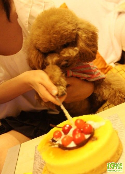 泰迪犬可可一周岁生日。那个蜡烛那个张太可爱