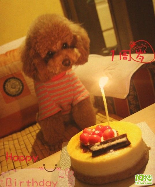泰迪犬可可一周岁生日。那个蜡烛那个张太可爱
