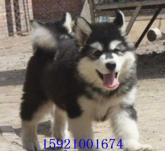 千禧犬业直销纯种健康萨摩 哈士奇 阿拉斯加雪