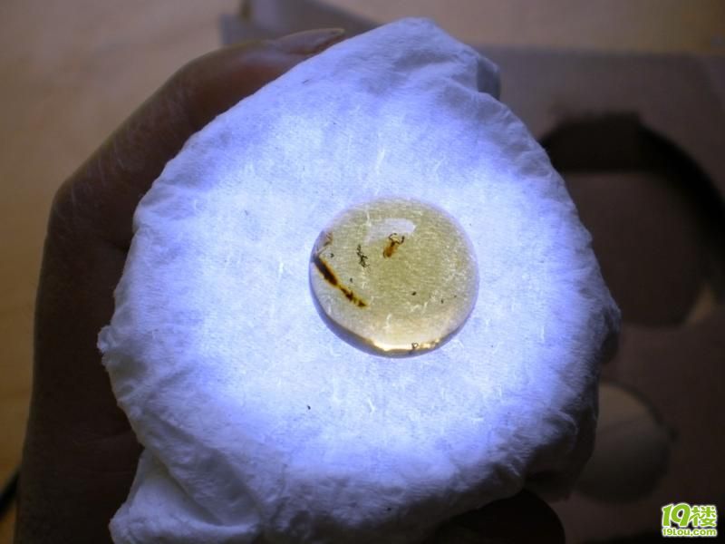 琥珀里的鞭蝎-盛世收藏-杭州19楼