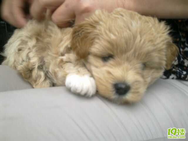 我们家可爱的泰迪&京巴串的Baby一个月咯~上