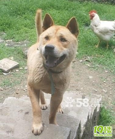 杭州温州台州浙江省内出售猎犬下司、广西土猎