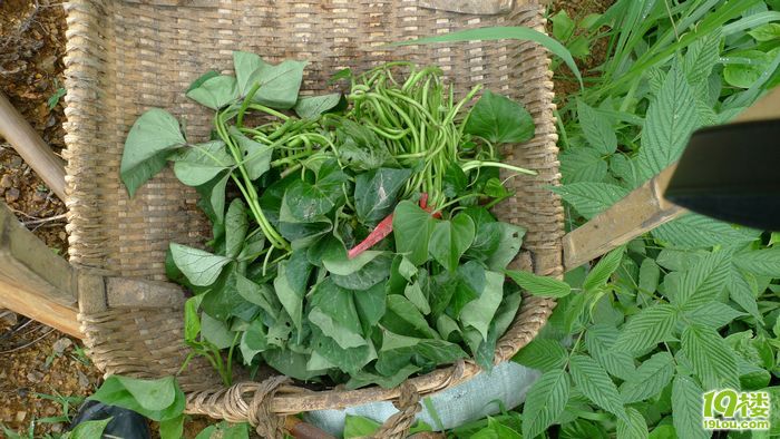 农忙篇1,(可以种番薯啦)-居家生活-杭州19楼