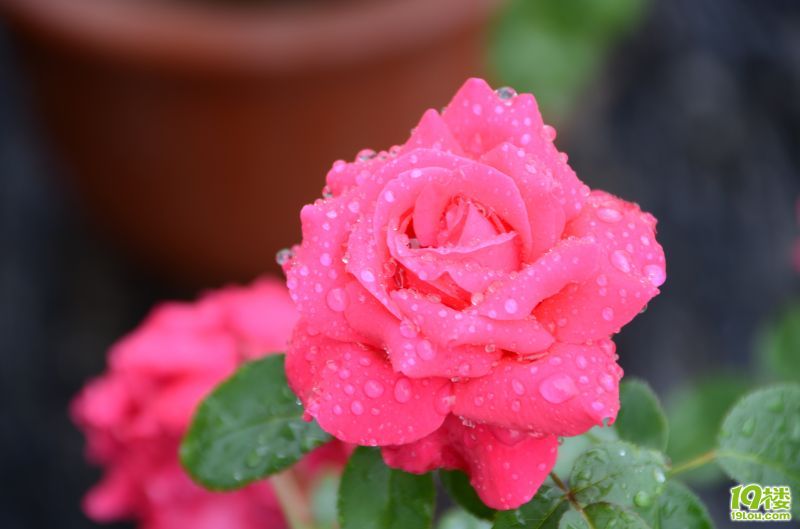 雨中花草更水灵-花鸟鱼虫-居家生活-杭州19楼
