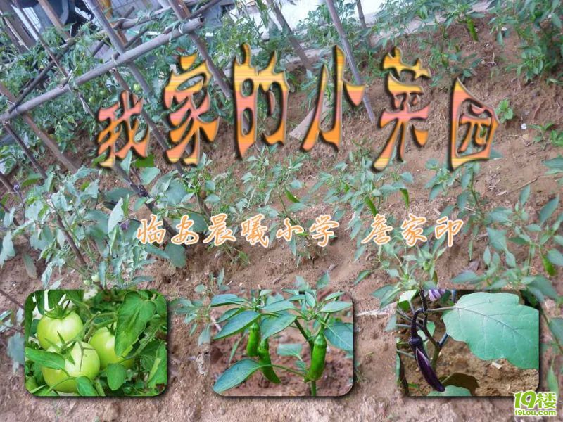 出不了門就在自家菜園轉(zhuǎn)轉(zhuǎn)