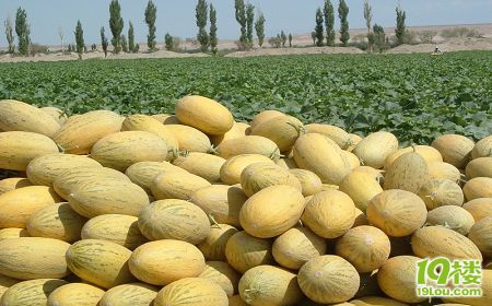 代你去新疆哈密摘瓜 想吃的来-美食俱乐部-杭州