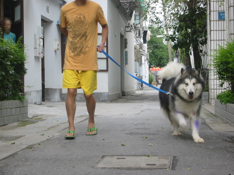 阿拉斯加幼犬-宠物相关交易区-杭州19楼