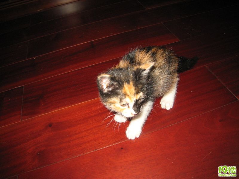 40天小猫 赠给有爱心的人-家有宠物-杭州19楼