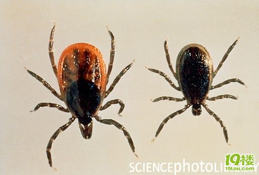 近期请千万注意防治 蜱虫 