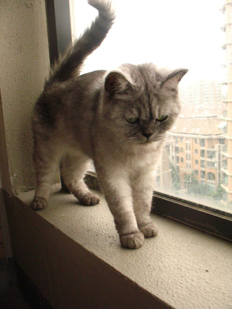 免费送养 美短银渐层猫咪 寻找真心爱猫人 已送