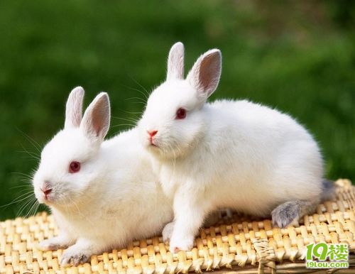 5岁<em>女孩</em>与宠物接触患头癣 <em>头发掉</em>光-孩爸孩妈