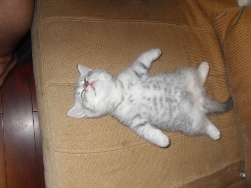 家养英短转让-宠物相关交易区-杭州19楼