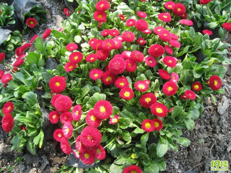 实拍多样花卉照片-花鸟鱼虫-居家生活-杭州19