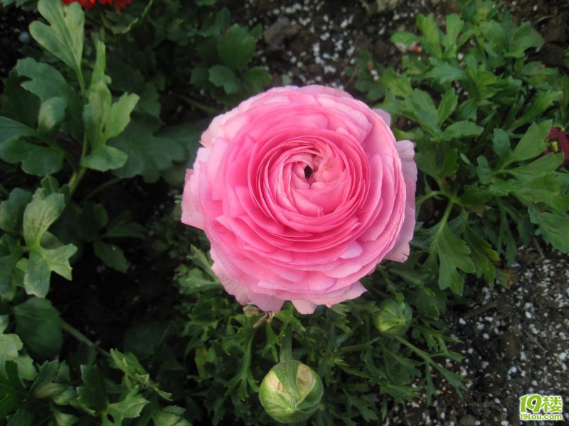 实拍多样花卉照片-花鸟鱼虫-居家生活-杭州19