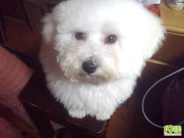 家里的比熊宝宝脾气不好,怎么办?-家有宠物-杭