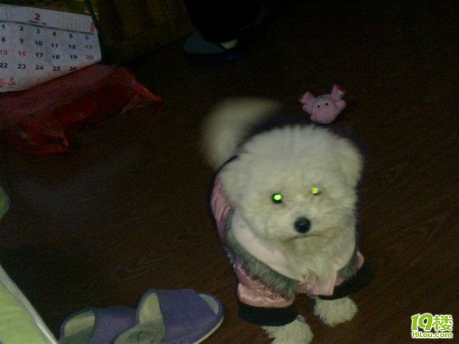 家里的比熊宝宝脾气不好,怎么办?-家有宠物-杭