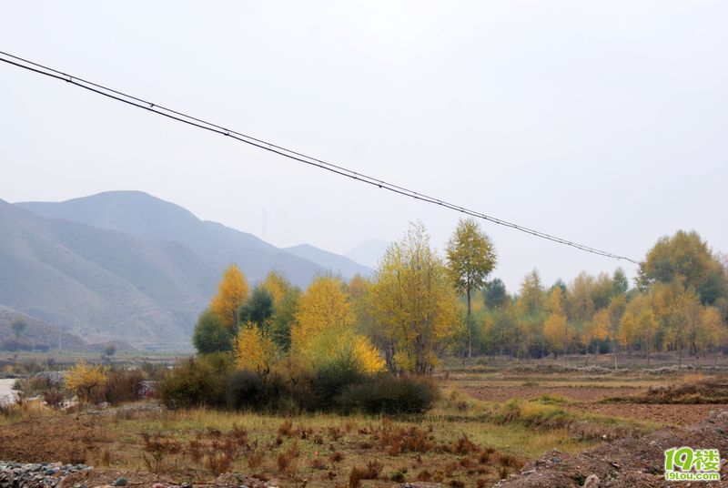 路边的白杨树。-19楼7086车友会-杭州19楼