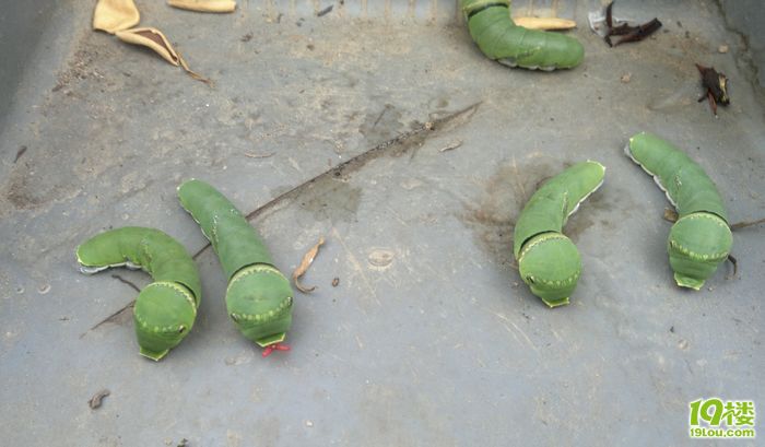 好恐怖啊。。。杀手级的-花鸟鱼虫-居家生活-杭州19楼