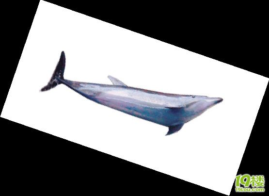 罕见:花鲸与海豚产下鲸豚兽(组图)-转贴之王-