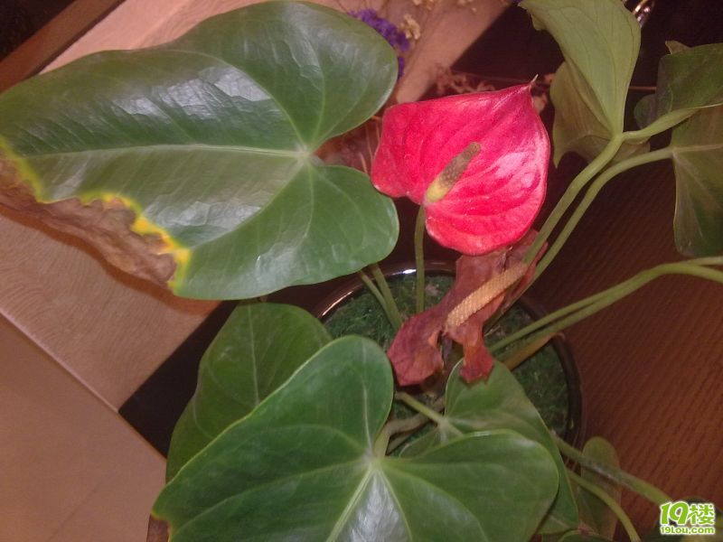 红掌怎么了?叶片和花芯变焦-第659078897页-