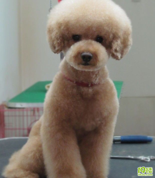 发发我修的日系泰迪卡哇伊系 很可爱!有木有!?