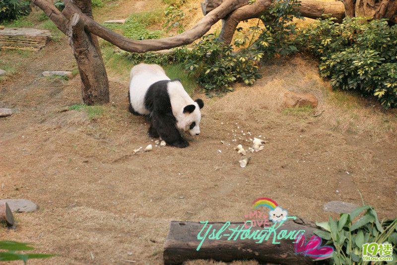5天4晚皖南自助游,从这里开始~旅游+护肤小秘合肥318自驾游攻略香港图片