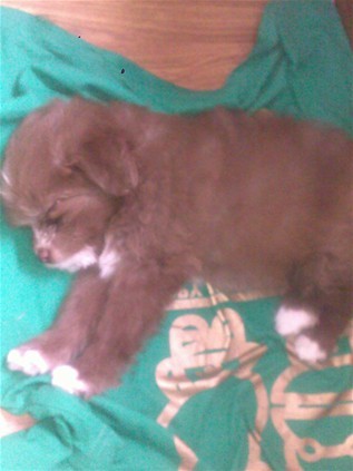 比熊贵宾串!(已被<em>姐夫弟弟</em>暴走)-宠物<em>相关</em>交易