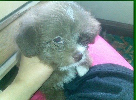 比熊贵宾串!(已被<em>姐夫弟弟</em>暴走)-宠物<em>相关</em>交易