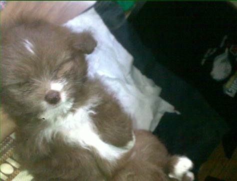 比熊贵宾串!(已被<em>姐夫弟弟</em>暴走)-宠物<em>相关</em>交易