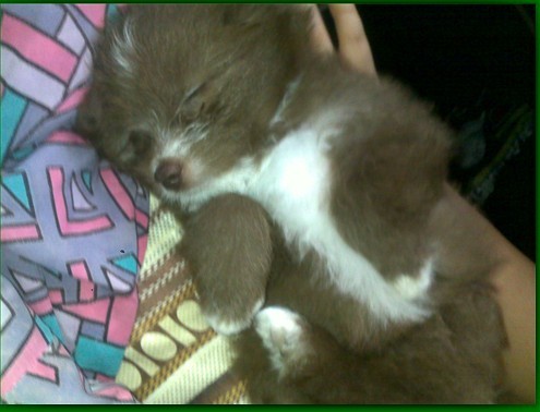 比熊贵宾串!(已被<em>姐夫弟弟</em>暴走)-宠物<em>相关</em>交易