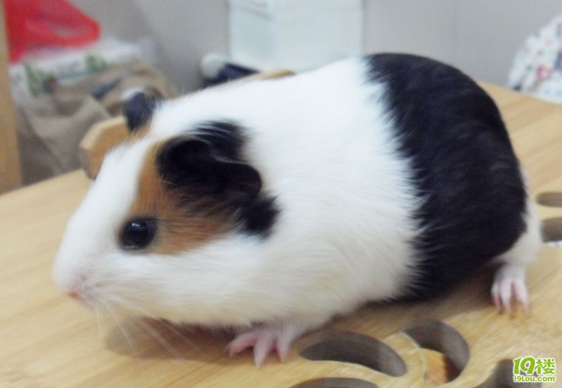 5.24生的一只荷兰猪以及猪爸免费送哦~~已送