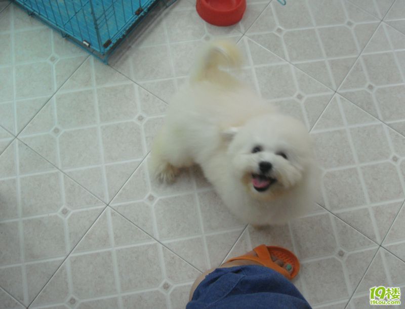 家有儿女之小比熊