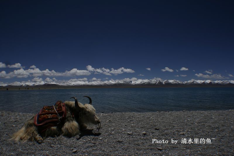 【西藏的天湖,纳木错】(原片缩小上图,未PS)。