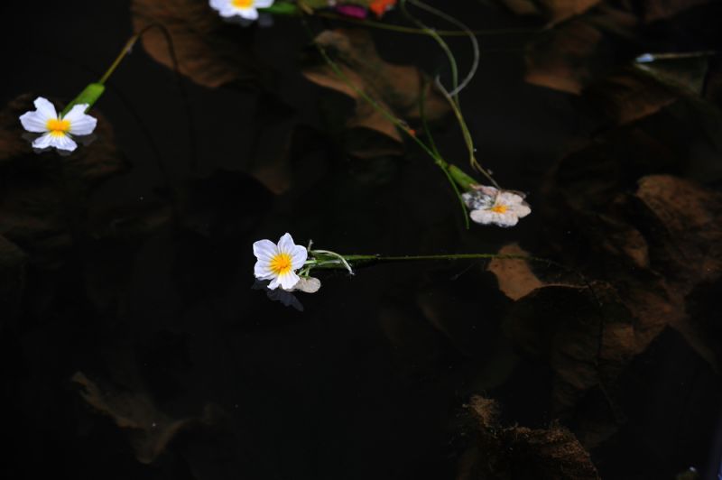 水性杨花,花飘水动