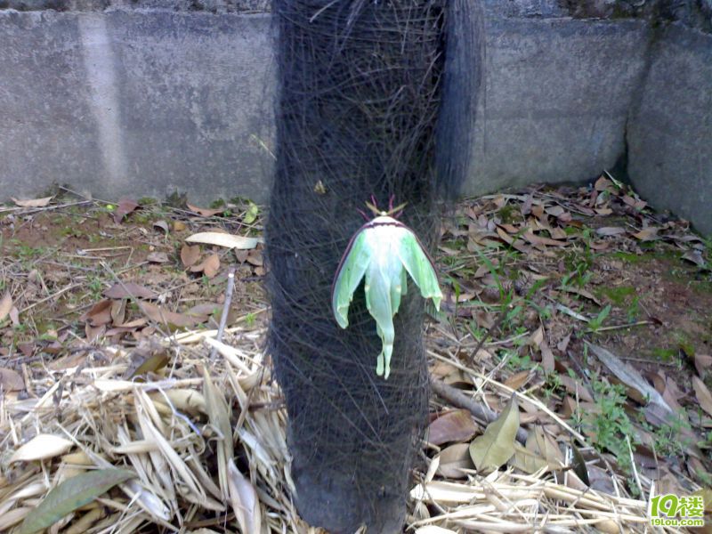 我家的奇怪蝴蝶,有没有人认识的?(直接上图)